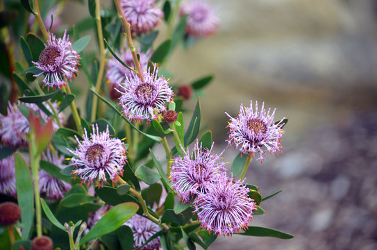 Australian native purple coneflowers of Isopogon cuneatus, family Proteaceae. Endemic to heathland and woodland near Albany in Western Australia.