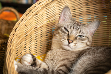 Fototapeta na wymiar Gray cat lying in a rattan basket