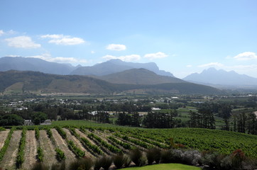 Fototapeta na wymiar Vienyard. South Africa. Montain view. Landscape