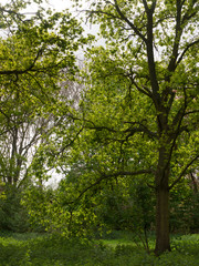 beautiful scene outside in nature with trees and sky