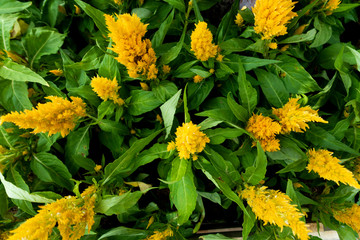 Celosia plumosa Yellow flower