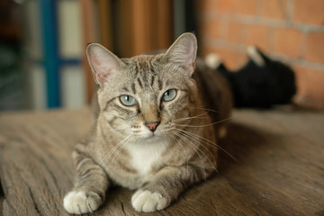 The cats look very cute this way.