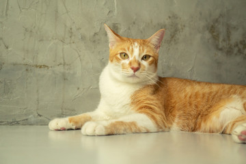 The cat is looking forward and looking cute.