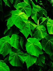 Beautiful drops of transparent rain water on green leaf macro. Many drops of dew in sun. Beautiful leaf texture in nature. Natural background.