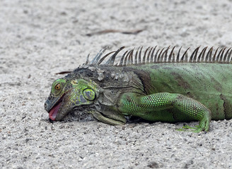 Green iguana with black markings is tonguing a small piece of vegetation while resting on sand.