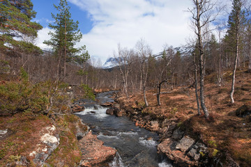  Spring sunny weather is high in the mountains of Norway. The stream flows among the dried grass in the forest on a sunny day.