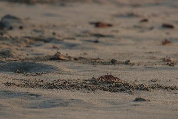 crabs in the sand of mancora beach, peru