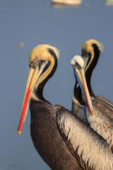 pelican swimming in the ocean in peru