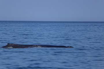 Fototapeta premium fin of an humpback whale in peru