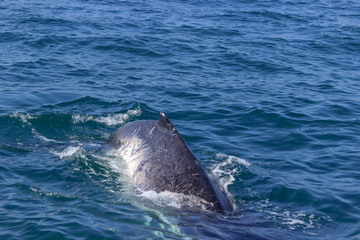 fin of an humpback whale in peru