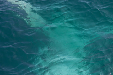 Fototapeta na wymiar fin of an humpback whale in peru