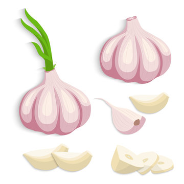 Garlic vector illustration