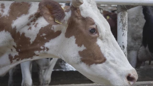 Beautiful brown and white cow on a farm close-up. Agriculture industry, farming and animal husbandry concept. A mammal standing in a stable on a dairy farm