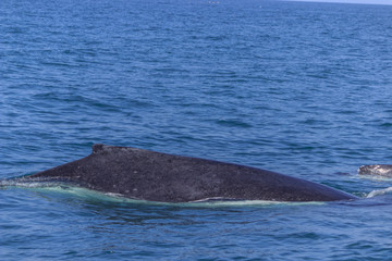 Fototapeta premium fin of an humpback whale in peru