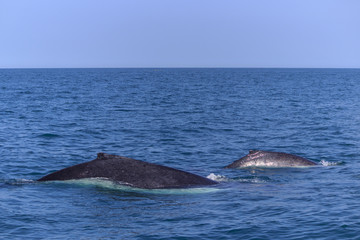 Obraz premium fin of an humpback whale in peru