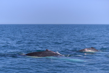 Fototapeta premium fin of an humpback whale in peru