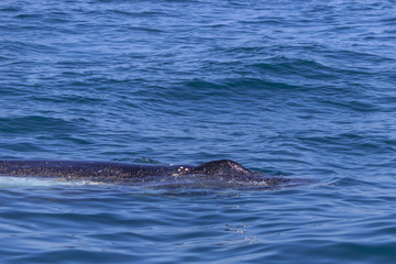 Fototapeta premium fin of an humpback whale in peru