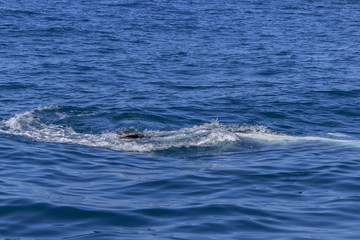 Naklejka premium fin of an humpback whale in peru