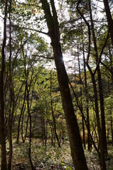 Bog wetlands Natural monuments in Nagano Japan
