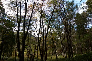 Obraz premium Bog wetlands Natural monuments in Nagano Japan