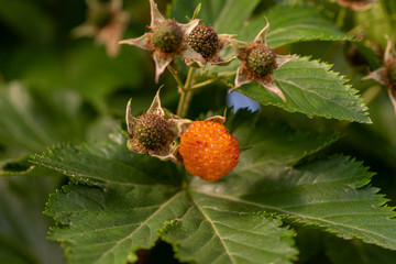 Rubus trifidus fruit, yellow raspberry on the branch
