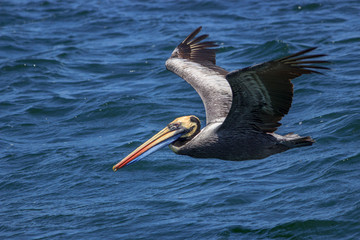 pelican swimming in the ocean in peru