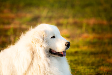 Big white dog lying on moss in the field at sunset. Happy maremma sheepdog. Cane da pastore Maremmano-Abruzzese