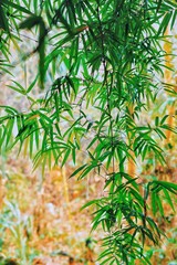 Bamboo leaf in park.