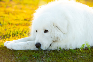 Big white dog lying on moss in the field at sunset. Sad maremma sheepdog. Cane da pastore Maremmano-Abruzzese