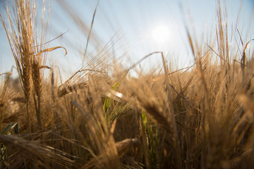 Obraz premium Wheat fields in Prince Edward Island