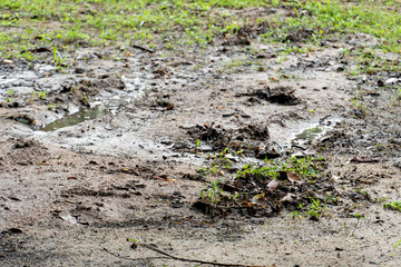 The ground that is flooded on the car wheels.