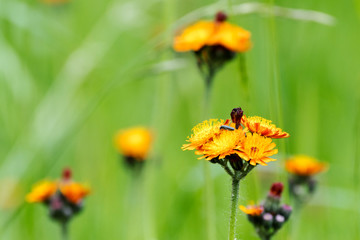 Orangerotes Habichtskraut