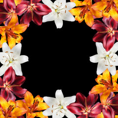 Beautiful floral background of white, orange and burgundy lilies. Isolated