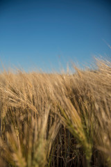Wheat fields in Prince Edward Island