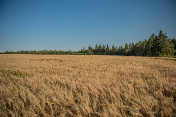 wheat fields in Prince Edward Island
