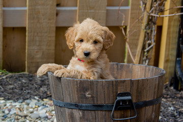 The F1b Mini Goldendoodle is produced by crossing a F1 Goldendoodle (which is half golden retriever...