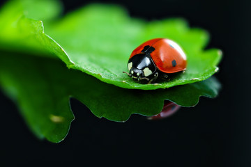 Ladybug