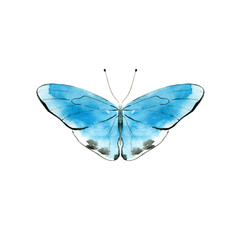 Obraz na płótnie Canvas Blue watercolor butterfly