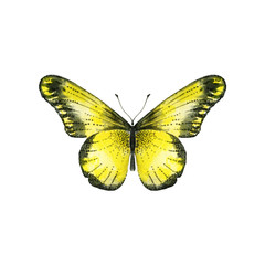 Fototapeta na wymiar Yellow butterfly in watercolor