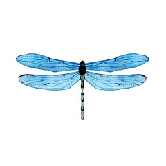 Watercolor blue dragonfly
