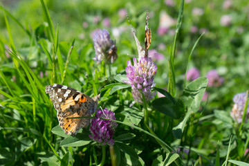 Butterfly sitting on a clover flower