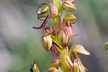 Naklejka na ściany i meble Orchis anthropophora, the Man Orchid formerly Aceras anthrophophorum, Crete 