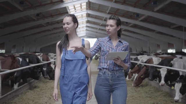 Portrait two girls farmers making a tour of the barn with cows on the farm. Girl farmer shows the visitor cows and calves on the farm. The girl brings information to the tablet.