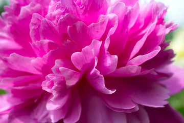 Petals of a pink peony close up