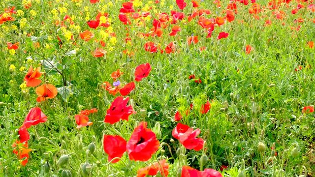 Poppy flowers in a field of wildflowers gently shaking in the wind during a beautiful springtime day.