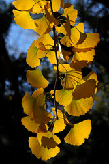 Ginkgo biloba en otoño