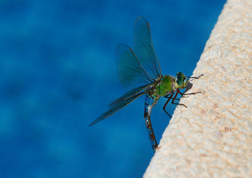 Close-up of a Dragonfly on a wall, Majorca, Spain