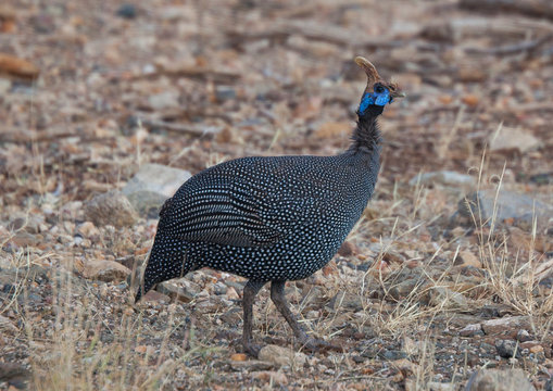 Elmeted guineafowl (numida meleagris), Samburu county, Samburu national reserve, Kenya