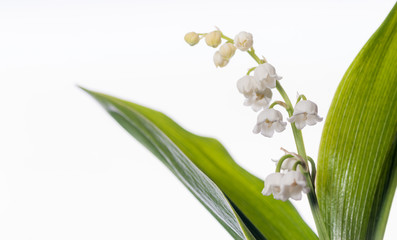 Convallaria majalis - Detailed Plants on White