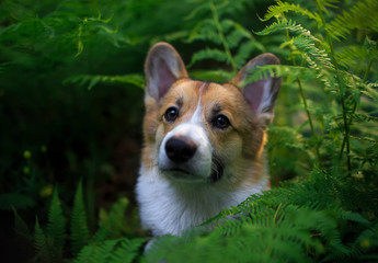 funny red puppy dog corgi looks out of the thickets of fern leaves